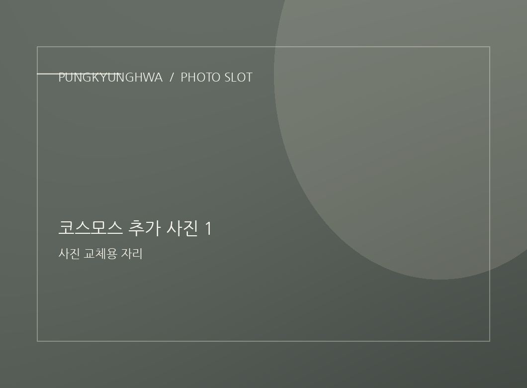 코스모스 사진 2