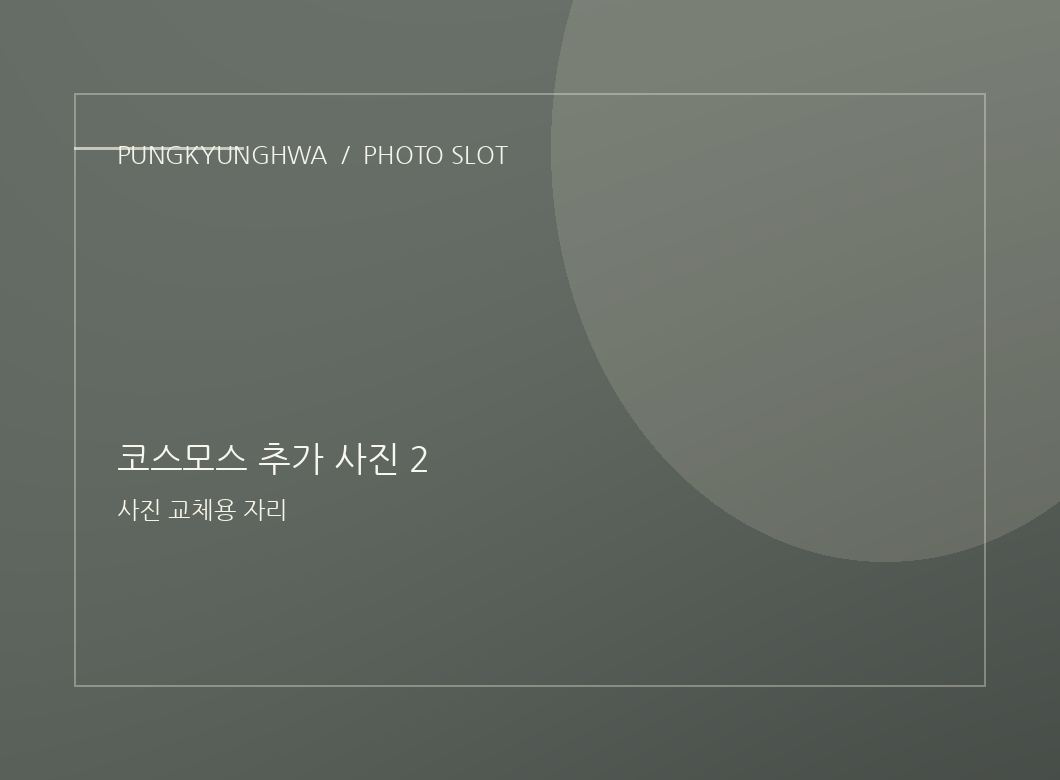 코스모스 사진 3