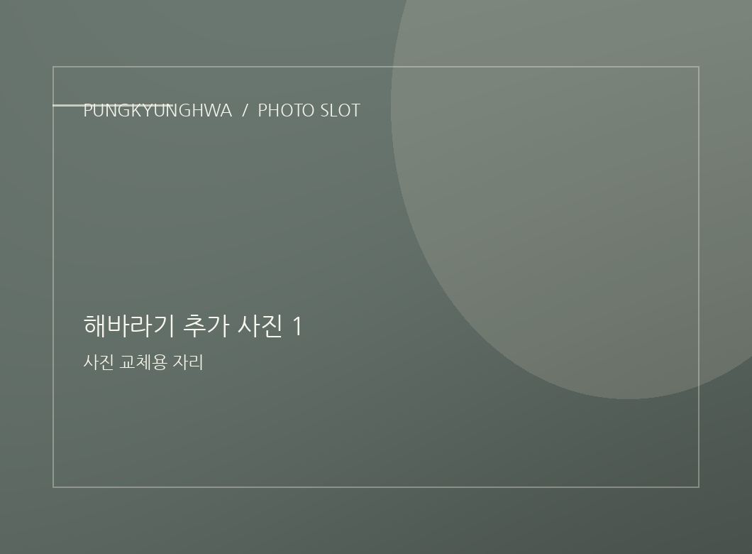 해바라기 사진 2