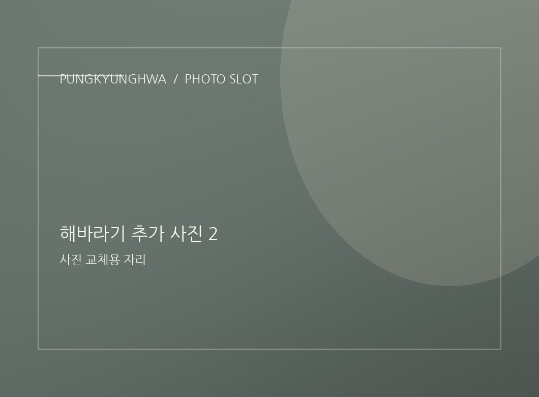 해바라기 사진 3
