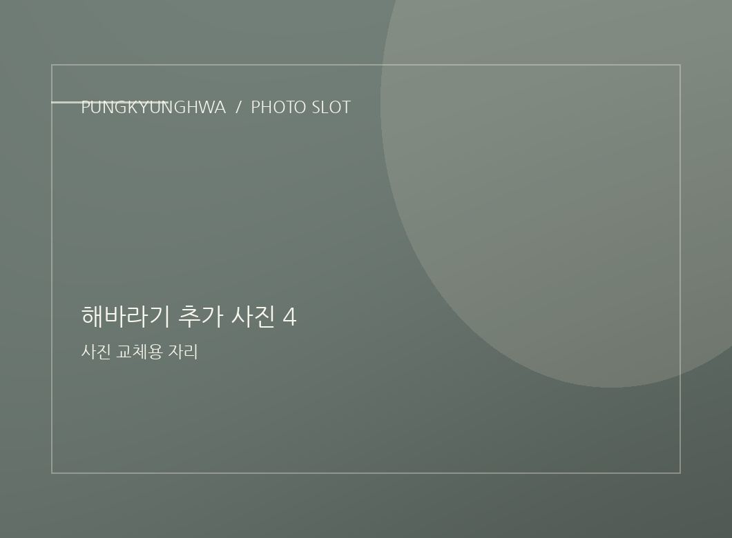 해바라기 추가 사진 2