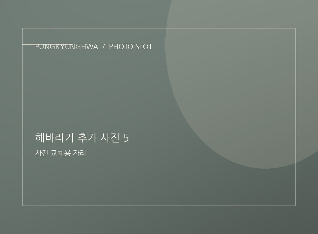 해바라기 추가 사진 3