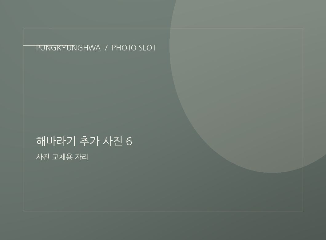 해바라기 추가 사진 4